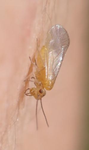 Valenzuela flavidus